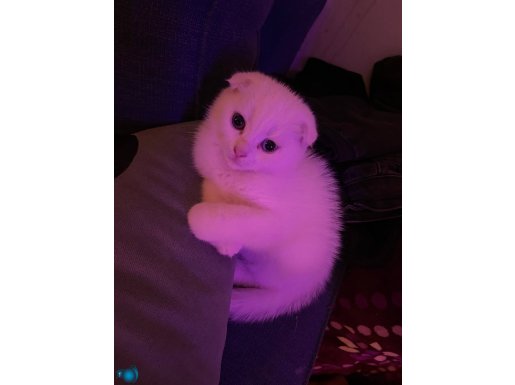 Safkan Erkek Ankara Kedisi