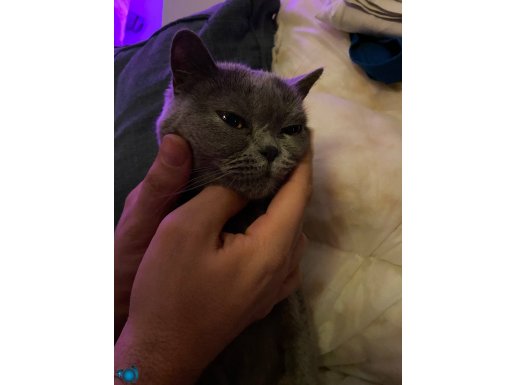 Safkan Dişi British Shorthair