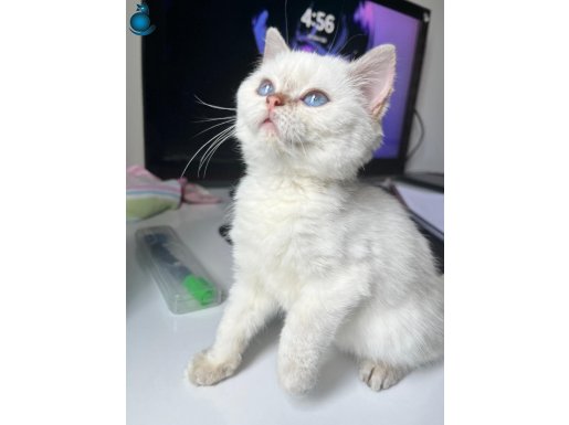 Aşılı 2,5 Aylık British Shorthair Yavru (Esyalariyla)