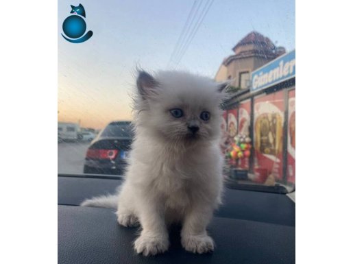 British longhair 3 aylık