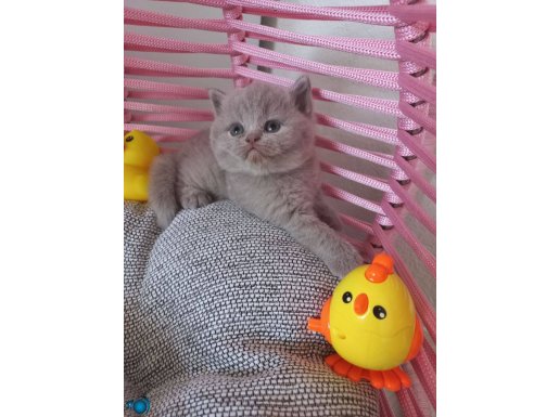 Bicolour genli british shorthair lilac dişi 