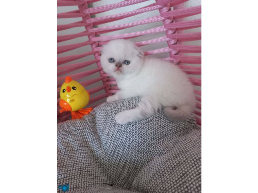Bicolour genli scotish fold blue point dişi 