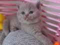 Bicolour genli british shorthair lilac dişi 