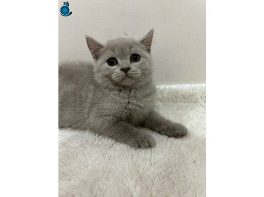 Kedi kuru mamaya geçti.tuvalet eğitimi var sağlıklı