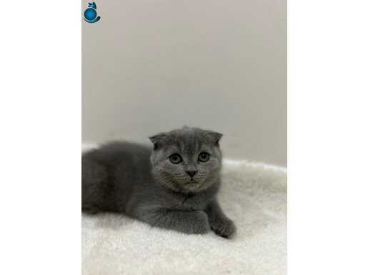 Yavrularım sağlıklı kuru mamaya geçti tuvalet eğitimi var