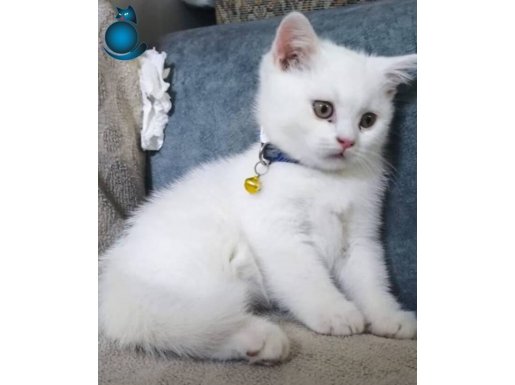 Köpük sahibini arıyor