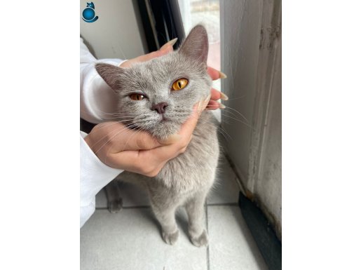 Safkan gri 1 yaşında ücretsiz