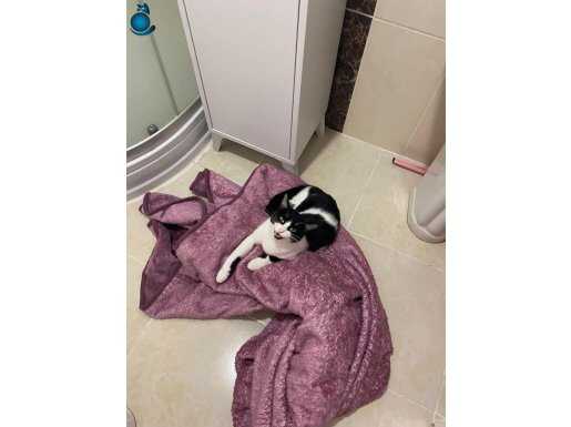 Kısır çipli hiç dışarı çıkmamıştır 