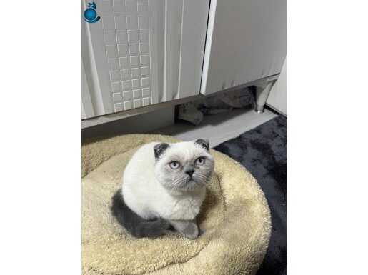 Yavru kedi sahiplendirelecektir 