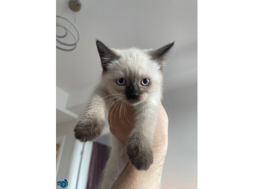 British ve Siyam uysallığı 