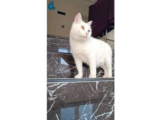 Van kedisi ve 4 yavrusu 