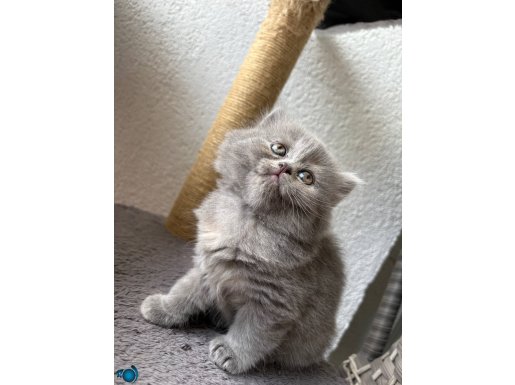 Dört sevimli kardeş üçü tüylü biri kısa tüylü