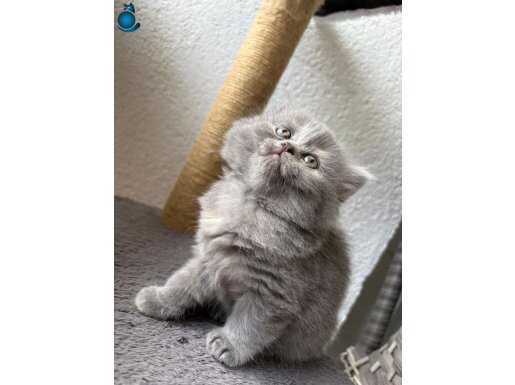 4 Sevimli Minik kardeş..50 günlük 3'ü uzun tüylü 1'ikısaT