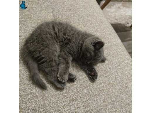 2 aylık british yavru kedi