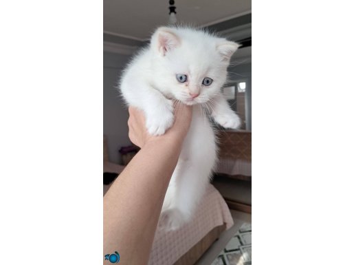 Yavru kedi sahiplendirme