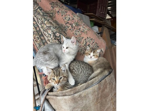 Yavrularımıza yuva arıyoruz 