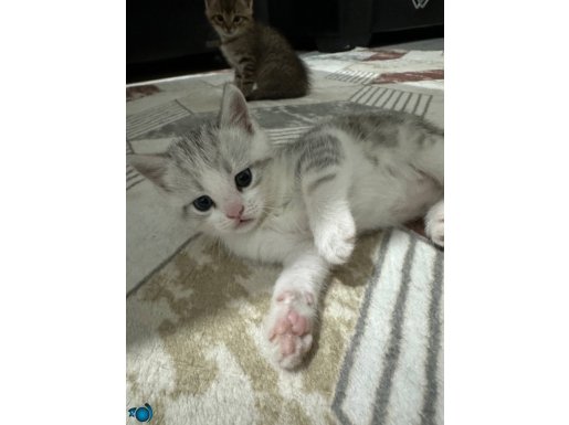 2 aylık yavrularımıza yuva arıyoruz 