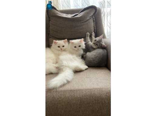 Yuvalarını arayan british bebekler