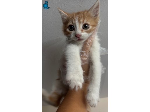 4 ADET 3 AYLIK YAVRU KEDİYE YUVA ARIYORUM ZOR DURUMDAYIM