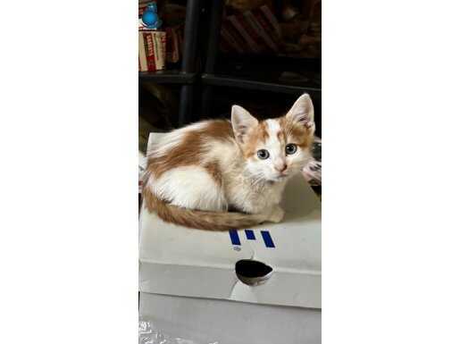 4 ADET 3 AYLIK YAVRULARA YUVA ARIYORUM ÇOK ACİL!!!