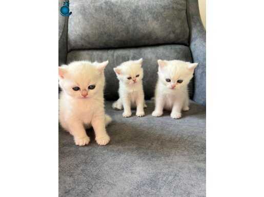 SİLVER POINT AYI SURATLI YAVRULAR