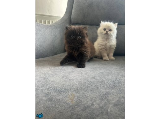 Ayı Suratlı Çikolata ve Bluepoint yavru 