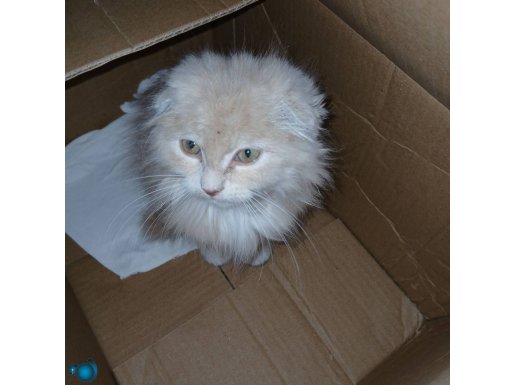 Pofuduk Tüylü Scottish Fold
