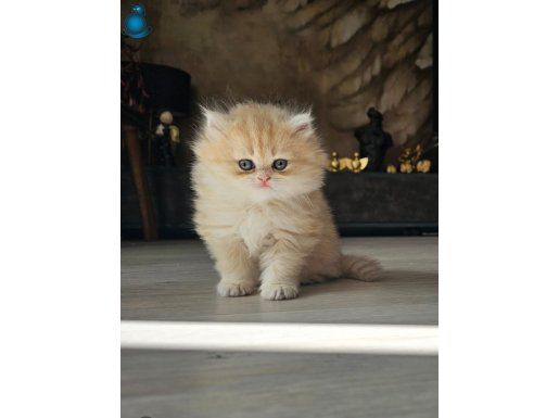 Secereli Anne-Babanın Muhteşem Golden Bebekleri