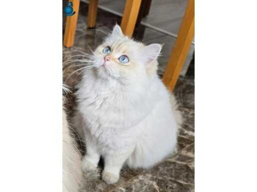 Ücretsiz Yer: Muğla 