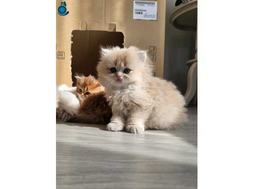 Secereli Golden Anne Babanın Harika Yavruları 