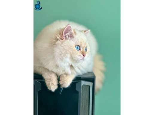 Secereli British Long Hair Ay 1233 Uyguna verilecektir