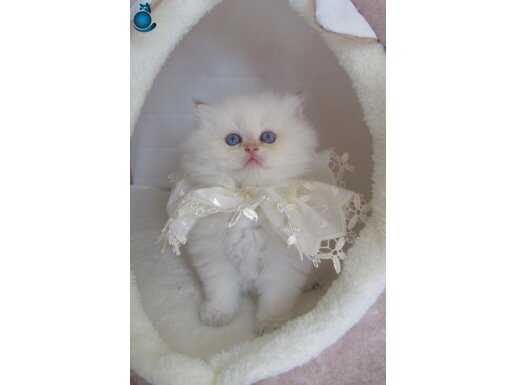 Secereli Anne Babanın Çok Özel Erkek 2 Aylık Yavrusu.