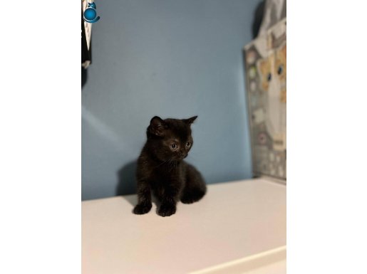 Koyu kahverengi 2 aylık yavru 