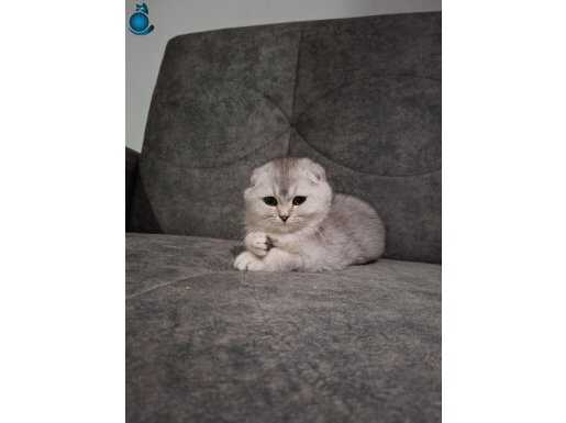 Yavru Scottish fold bebek