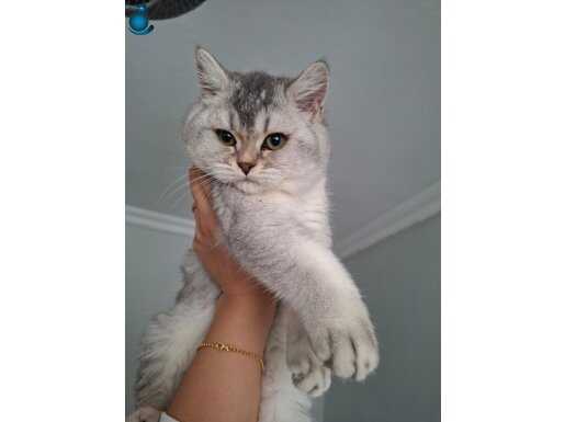 Bebek yavru british shorthair silver