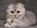 Yavru Scottish fold bebek