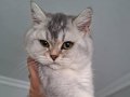 Bebek yavru british shorthair silver