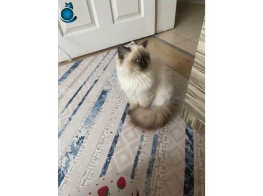 Tuvalet eğitimi var birman cins erkek kedimiz