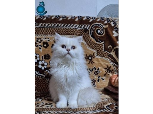 Yakışıklı harika bir NS 11 33