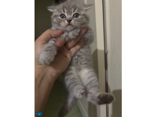 BRİTİSH EV YAVRULARIMIZ