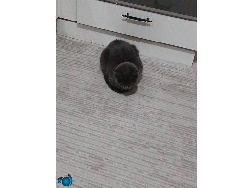 Dişi british shorter kedi