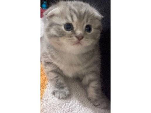 SECERELI SAFKAN NS24 SCOTTISH FOLD 45 GÜNLÜK BEBEK TOP KAFA