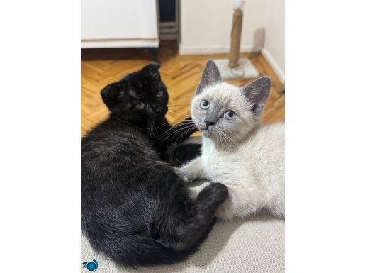 Yeni yuvalarına hazırlar 