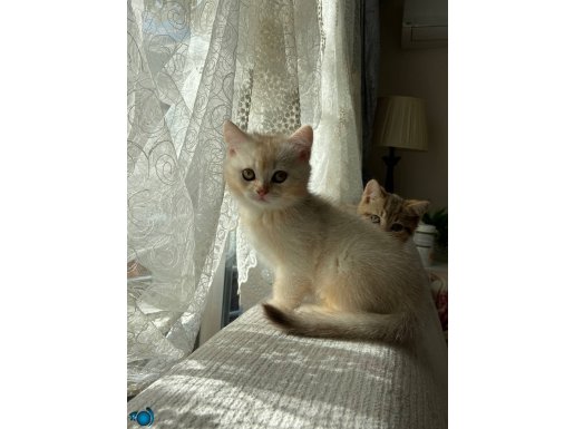 Güzel yavrularıma yuva arıyorum 