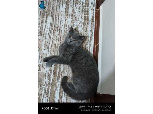 6 AYLIK BRİTİSH DUMAN