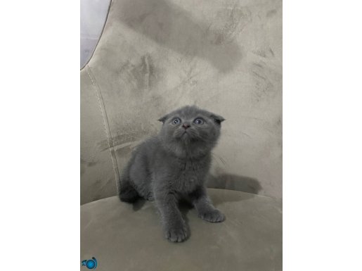 Scottish fold 2 aylık dişi