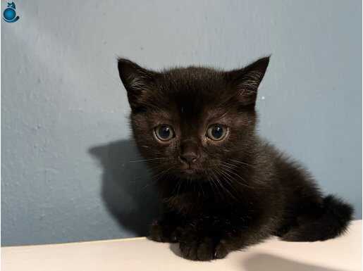 Kaliteli Dişi British 