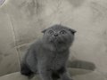 Scottish fold 2 aylık dişi
