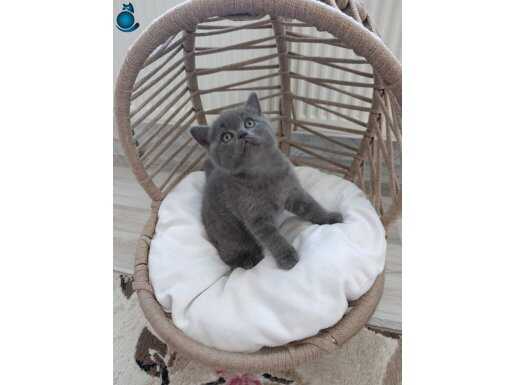 2 aylık tuvalet eğitimi var