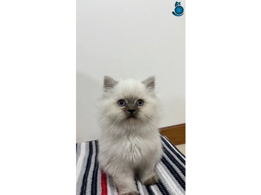 2 aylık yavru British longhair